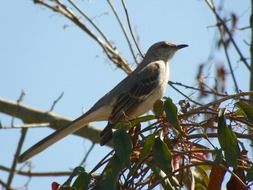 mockingbird in nature