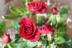 Beautiful rose bush with red flowers and green leaves