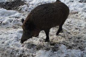 wild boar pig eating