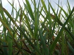 green reed grass