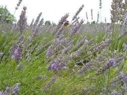 magnificent lavender flower