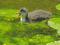 duck swimming in a green pond