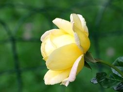 picture of the yellow leaf
