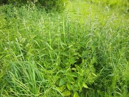 nettle on a green meadow