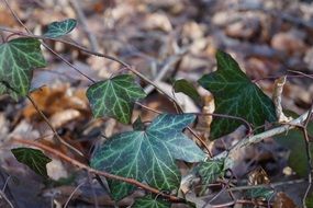 green ivy foliage in a forest