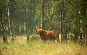 scottish highlander among the trees