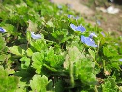 extraordinarily beautiful veronica speedwell bird