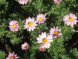 pink daisies in spring