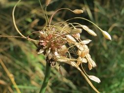 allium oleraceum or field garlic