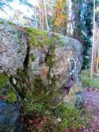 stone in the forest
