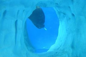 Beautiful blue water, sea lion head
