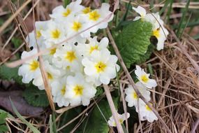 wonderful wood anemone flower