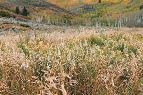 dry and green grass in the field