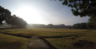 trees among the field