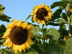 sunflowers on the field in summer