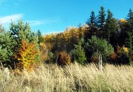 Landscape of the larch