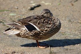 absolutely gorgeous bird wildlife