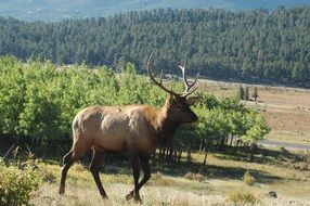 Old deer on a mountain