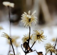 Beautiful blossoming colorful flowers in winter