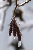 birch flower in the ice