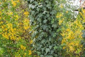ivy green yellow log climber plants