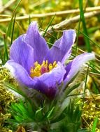 pasque flower in green grass