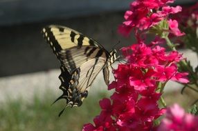 wonderful yellow butterfly