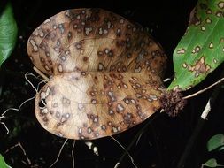 leaf brown mottled close-up