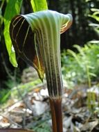 Jack in the pulpit in spring