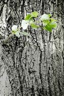 young green branch on a tree trunk