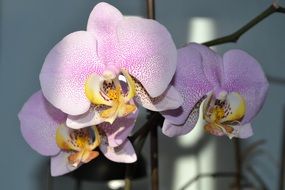 stunning orchids flower