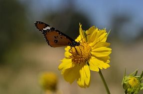 brown butterfly on yellow flower