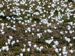 white crocuses on a meadow in spring