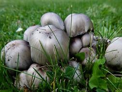 poisonous mushroom closeup