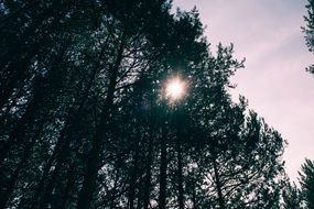 dark trees forest