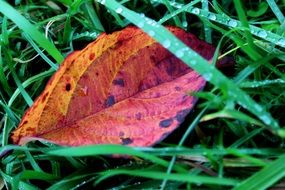 extraordinarily beautiful foliage
