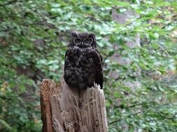 wild dark Owl on the wood