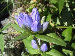 blue gentian close up