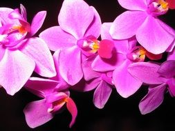 magnificent orchids flowers