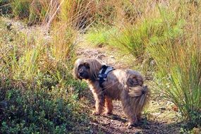 Beautiful, colorful, cute and fluffy dog walks through a wild and colorful meadow