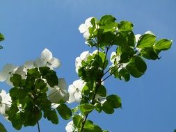 Beautiful white flowers on the tree