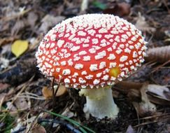 fly agaric among autumn forest