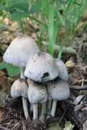 closeup photo of mushrooms of Coprinus comatus