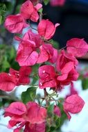 bright pink summer flowers