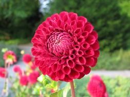 dahlia bushes with red flowers in the garden close-up on blurred background