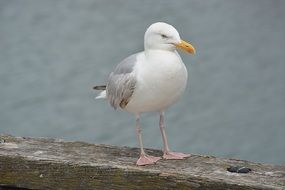 Seagull on wooden board seashore view