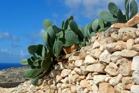 cactus green plant on the rock