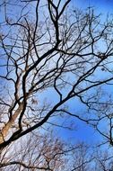crowns of bare trees in forest against the sky
