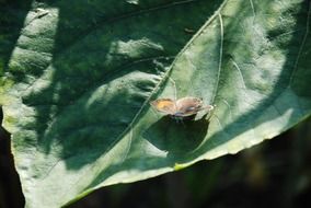 butterfly on the flower leaf