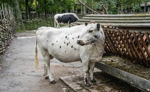 spotted dairy cows on a farm